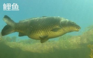 军鱼好不好吃，肉质细嫩鲜美深受消费者欢迎