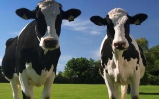 黄牛有什么特点，四肢匀称、肌肉发达、适应能力强