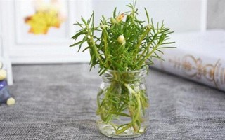 太阳花水培可以活多久，太阳花可以水培一年以上