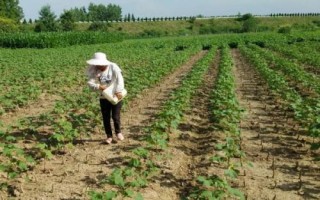 棉花施肥技术,生长期长需肥量大