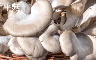 长毛的凤尾菇能不能吃,继续食用可能会中毒