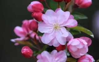 海棠花为什么掉花苞，可能是受到强光照射、缺少养分、过度浇水等原因导致