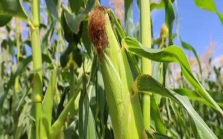 金凯1号玉米品种的特性,4月中上旬播种