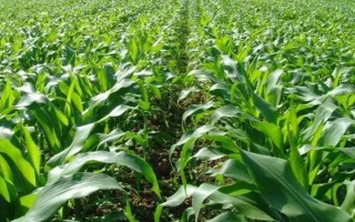 登海605玉米种子特征特性，生育期138天