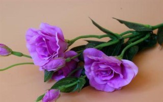 紫色洋桔梗的花语,代表真诚的爱、无望的爱、永恒的爱