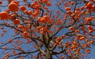 采摘柿子为什么要保留几个，留下的柿子可以作为鸟儿的越冬食物