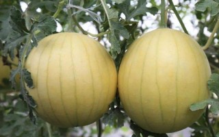 黄瓤西瓜是不是转基因食品，是台湾引进的稀有品种不是转基因食品