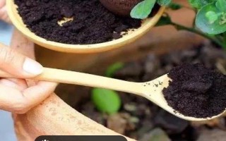 刚挖出来的迎春花如何移栽,剪除发黑枯萎的根须、蘸上生根粉再栽种