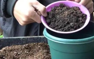 迎春花的养殖方法，适宜生长在10-25℃左右的环境