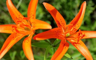 百合的品种，分为卷丹百合、美丽百合、山丹百合等