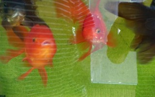 鱼缸水白蒙蒙的雾状的原因，说明水质恶化