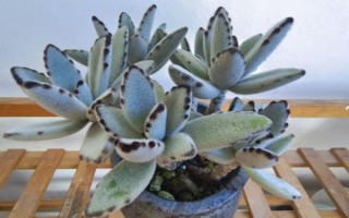 多肉兔耳朵的养殖方式，一般需要隔两年给其翻盆换土