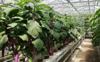 无土栽培蔬菜有哪些，常见的有番茄、苦瓜等