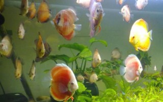 饲养七彩神仙鱼用什么灯，室内光线较暗时适合用LED灯