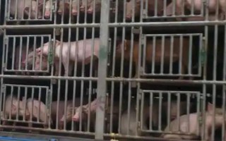 猪苗的价格，各地的售价有很大区别