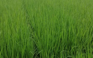 内6优816水稻种子特点，注意防治稻瘟病