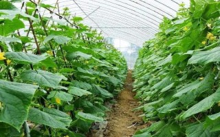 黄瓜应该怎样防治萤火虫，在4月份可将草木灰撒在瓜苗之上