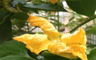 南瓜开花结果期的管理办法，是整个生长时期中最重要的时期