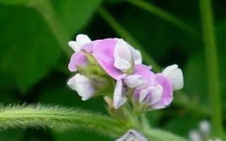 钼肥对大豆的作用，可以促进根瘤菌的形成与生长、增强固氮能力