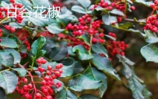 甘肃省甘谷县的特产，辣椒是最著名的特产