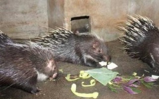 降低豪猪养殖成本的方法，自行种植块根饲料可减少开支