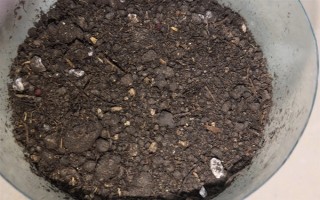 满天星用什么土种植，选择微酸性砂壤土为佳