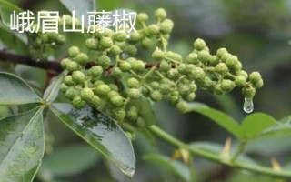四川省峨眉山市的特产,藤椒最为出名