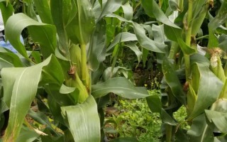 隆丰5号玉米品种简介，注意防治灰斑病