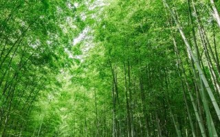 花中四君子的产地,梅花主要分布在我国西南安徽、浙江一带