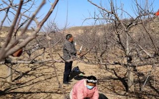 果树冬季清园时间，在12月份左右清园不会伤害植株