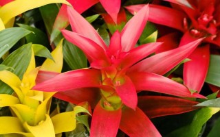 红运当头花心烂掉了怎么办，需找出烂心的原因再对症防治