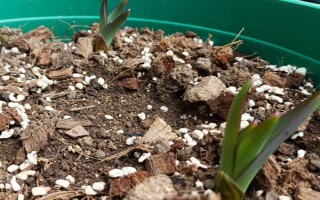 如何让姜荷花的种球发芽，埋入土壤中要浇透水