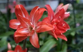 哪些花卉代表思念已故的亲人，常见菊花、康乃馨、白百合等品种