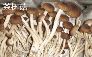 南方适合种植哪些菇类，竹荪、黑木耳、草菇等