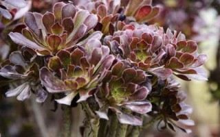 黑法师会不会开花，种植户都会“谈花色变”