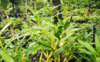 鼓槌石斛是什么植物，是多年生草本植物