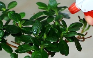 杜鹃如何浇水，一定要掌握见干见湿的原则