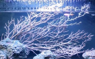 为什么斑马鱼一条接一条死了，可能是水质不佳或温度不合适所致