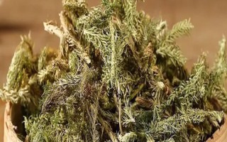 伸筋草是什么，是石松科植物石松的干燥全草