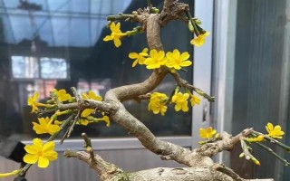 迎春花的养护方法,生长期间每10天半个月施肥一次