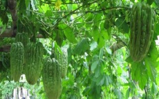 大顶苦瓜高产种植技术,播种前需浸种