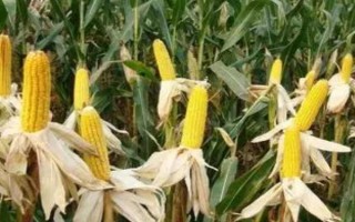 双色先蜜玉米种子特点