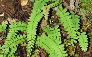 铁线蕨能不能晒，铁线蕨喜散光