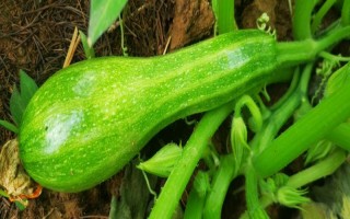 西葫芦的其它名称，具有美洲南瓜、小瓜等叫法