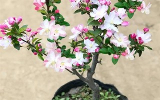 西府海棠如何养殖,适宜生长的温度在20℃左右