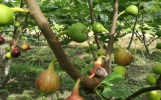 种植无花果如何防治落果情况，雨季及近熟期要做好水分工作