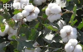 洮南棉花的品种介绍,各有特色