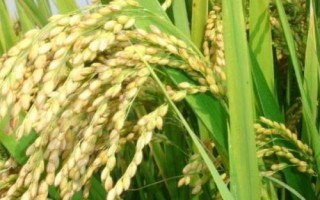 福泰优8号水稻种简介,全生育期139天