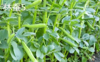 蚕豆的成熟期，每年5月份可上市