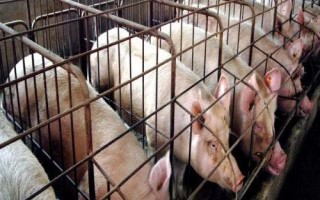 冬季怎么治疗猪流感,可用生姜、大蒜、大葱和板蓝根煎水灌服